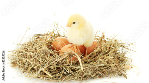 beautiful little chicken and eggs in nest, isolated on the
