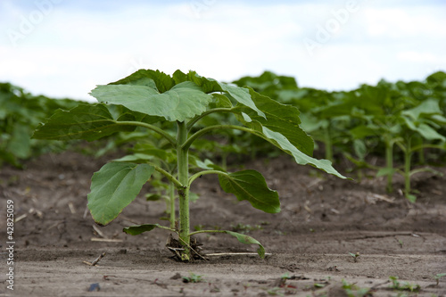 Fototapeta Naklejka Na Ścianę i Meble -  Sunflowers growing out of soil  in field
