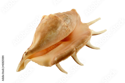 Quadro em tela cockleshell