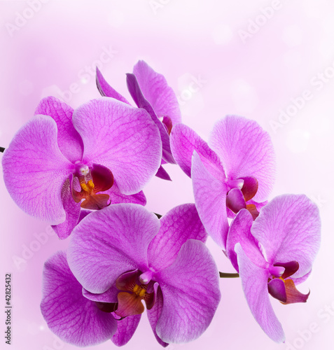 Pink orchids on an abstract background