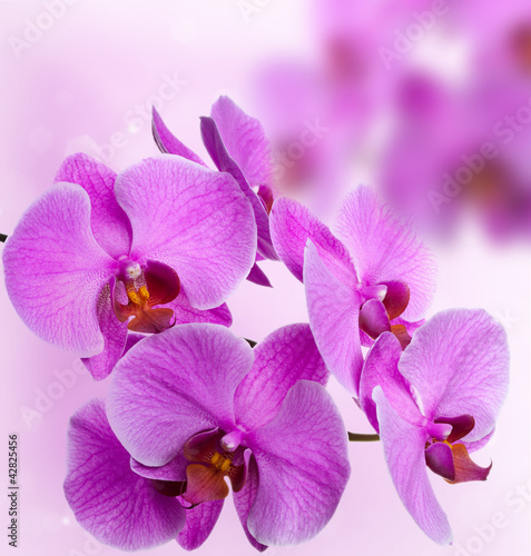 Pink orchids on abstract background
