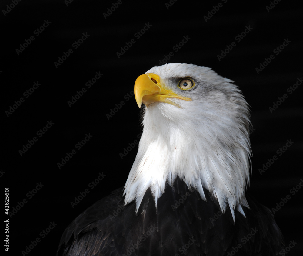 Obraz premium Weißkopf-Seeadler