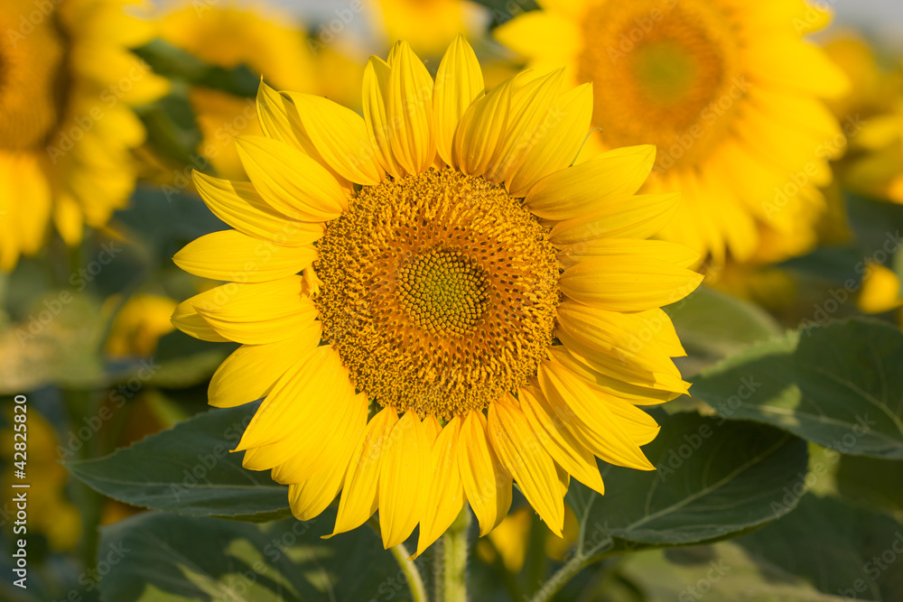 Sunflowers Sunflowers