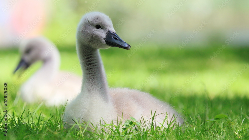 Schwan-15670b1 Schwan-15670b1