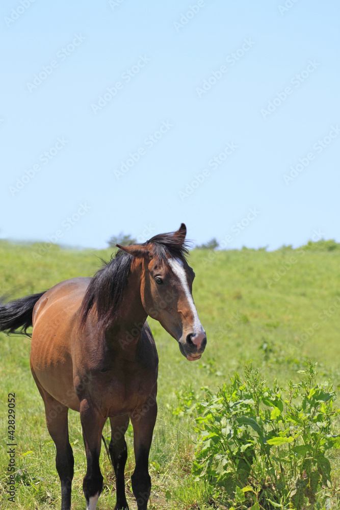 horse and field