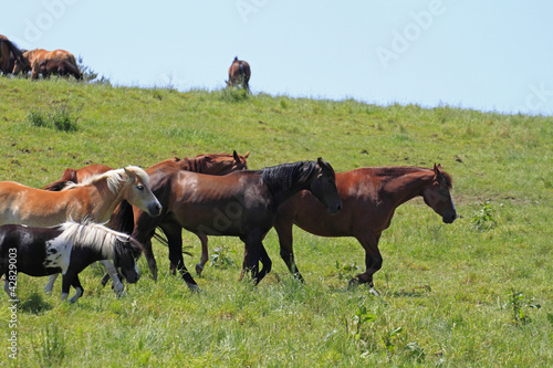 horse and field photo