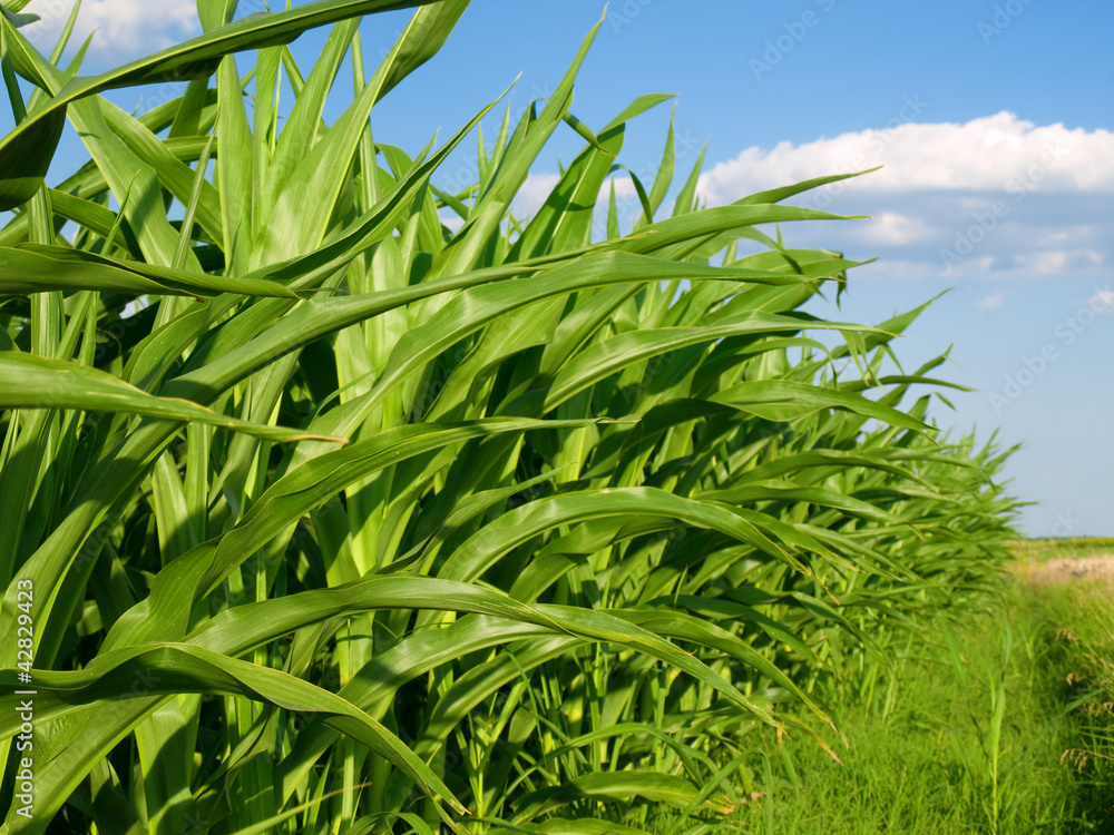 Fototapeta premium Corn Field