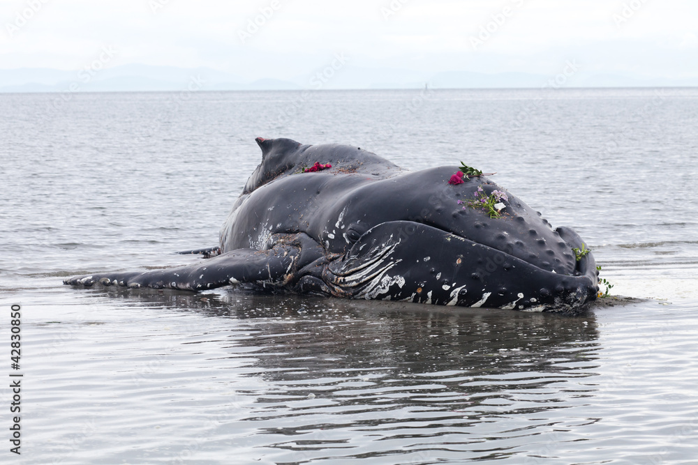 Naklejka premium Juvenile Humpback whale washes ashore and died