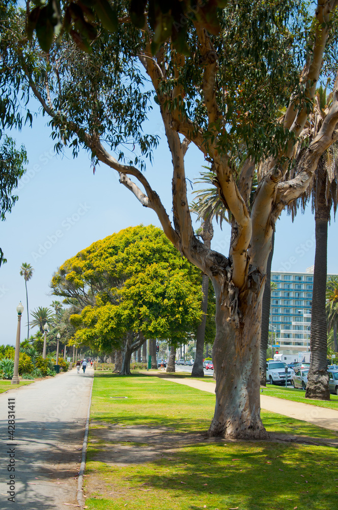 Palm trees in the sunny park