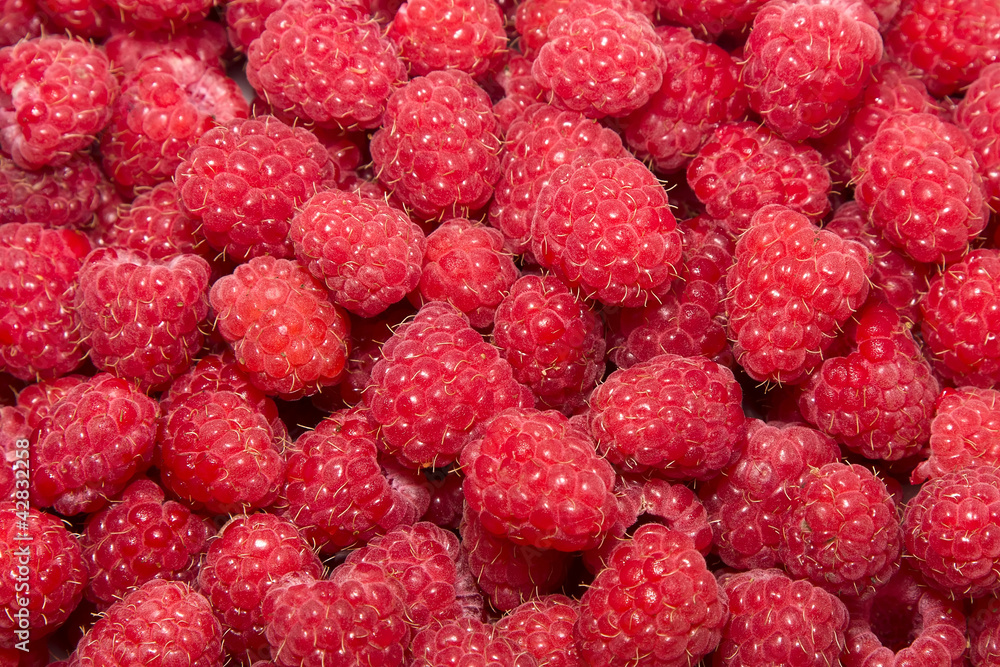 Raspberry Raspberry