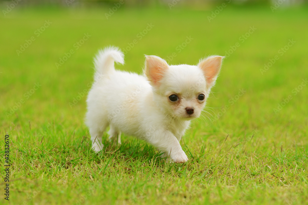 chiwawa white puppy on grass