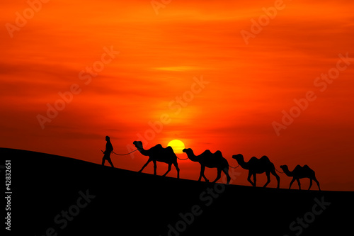 camel caravan sillhouette with sunset