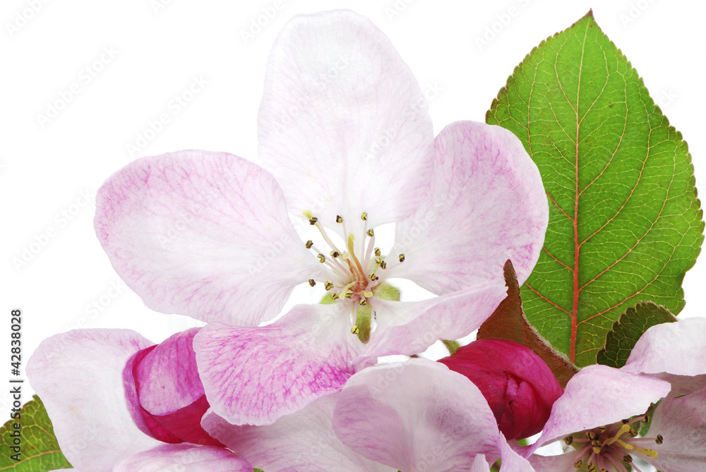 Isolated Apple Blossom Isolated Apple Blossom