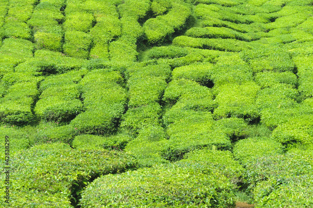 Teeplantage, Camellia Sinensis