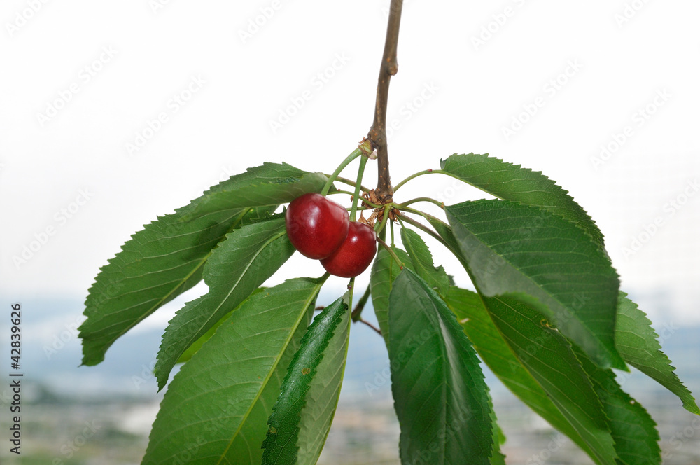 サクランボ狩り