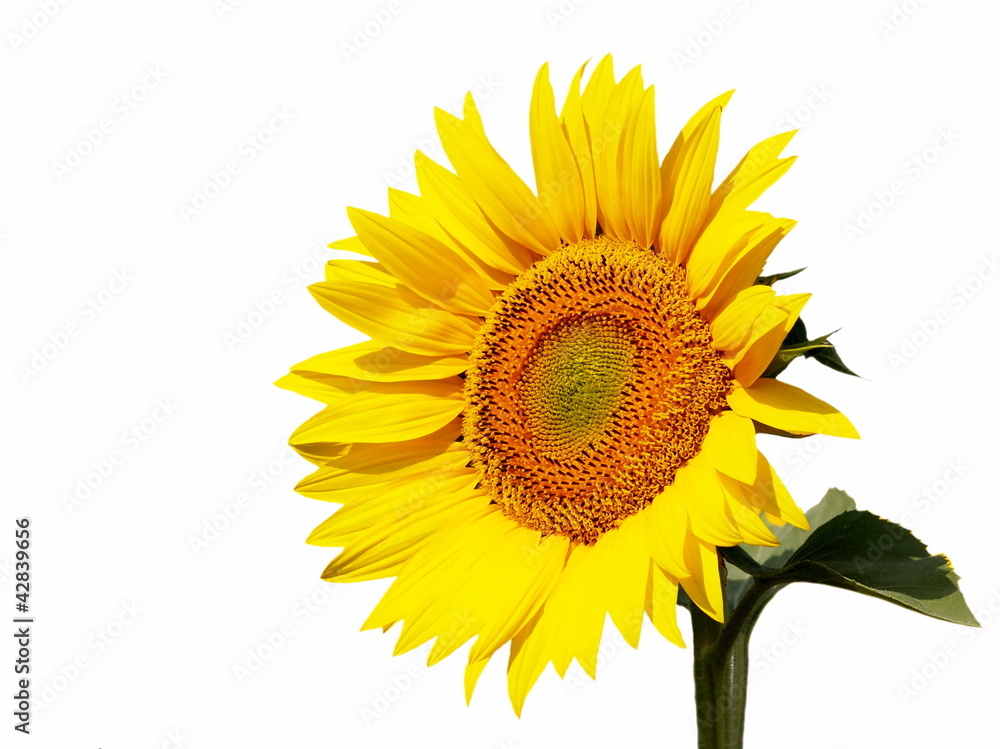 beautiful sunflower isolated on white background beautiful sunflower isolated on white background