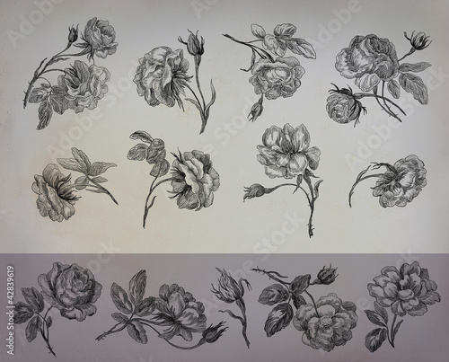 Fototapeta Naklejka Na Ścianę i Meble -  Old roses illustration