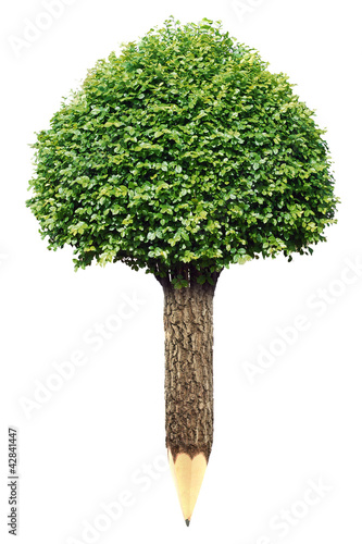 Wooden pencil with Tree on white background