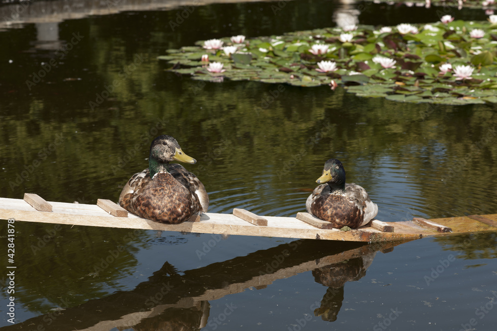 Zwei Enten beim Sonnenbad Zwei Enten beim Sonnenbad