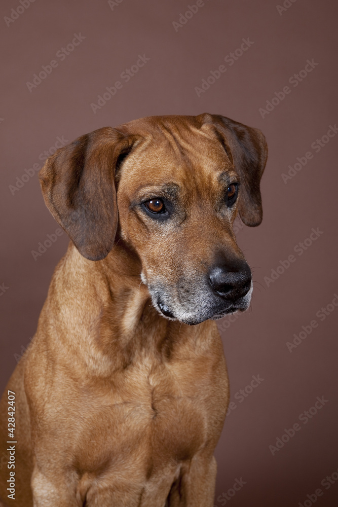 Rhodesian Ridgeback Portrait