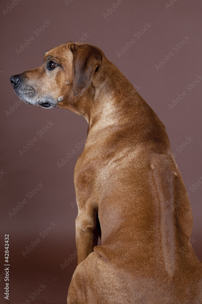 Rhodesian Ridgeback sitzt und zeigt seinen Ridge Rhodesian Ridgeback sitzt und zeigt seinen Ridge