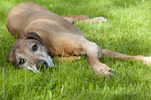 Senior Rhodesian Ridgebackliegt im Gras