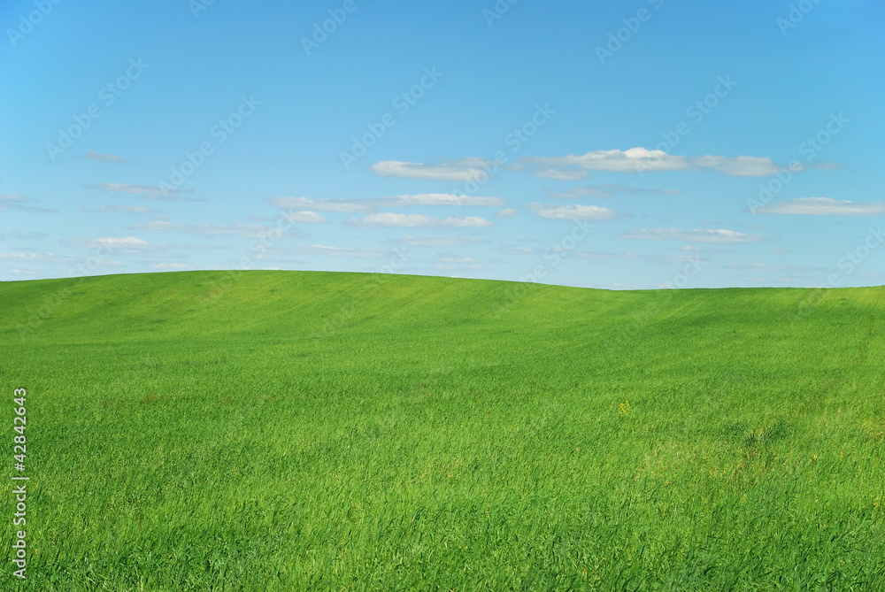 Green grass in the field