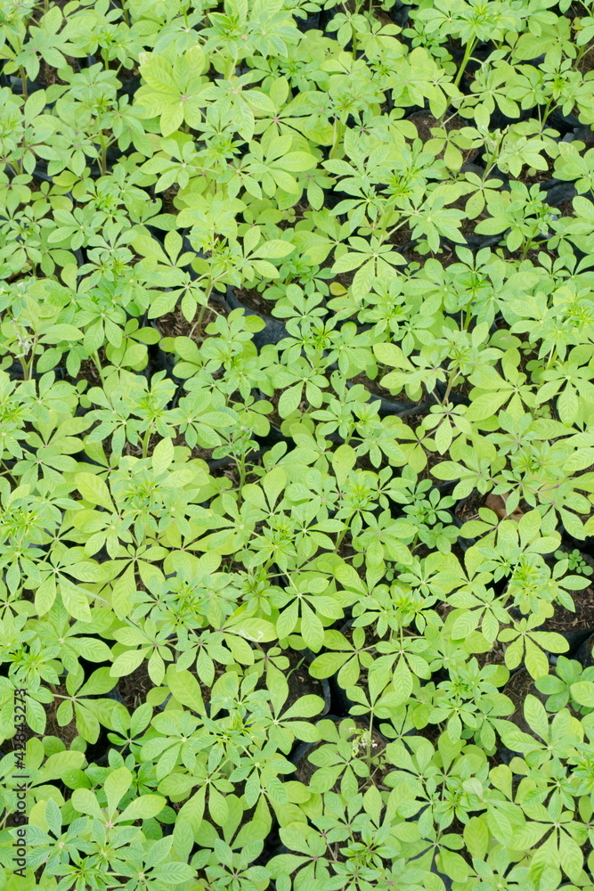Green leaf background Green leaf background