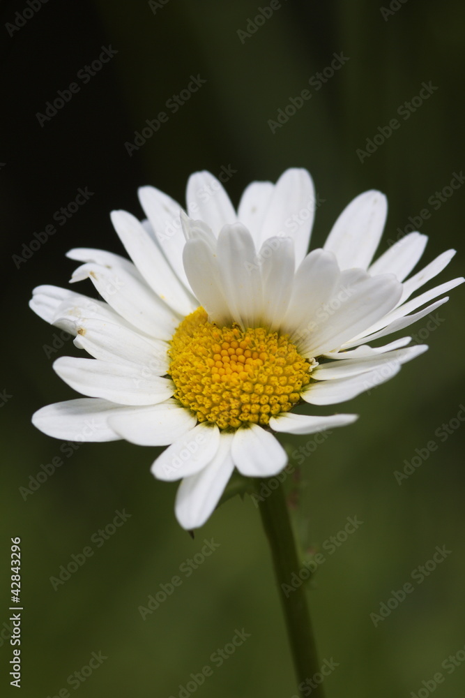 Fototapeta premium Quer durch die Blüte gewachsene Blütenblätter