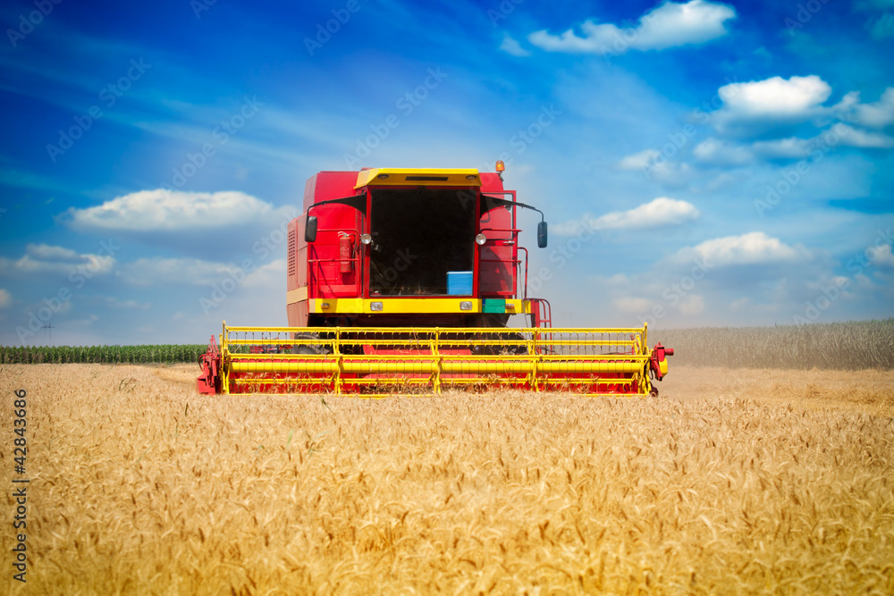 Fototapeta premium Combine harvesting wheat
