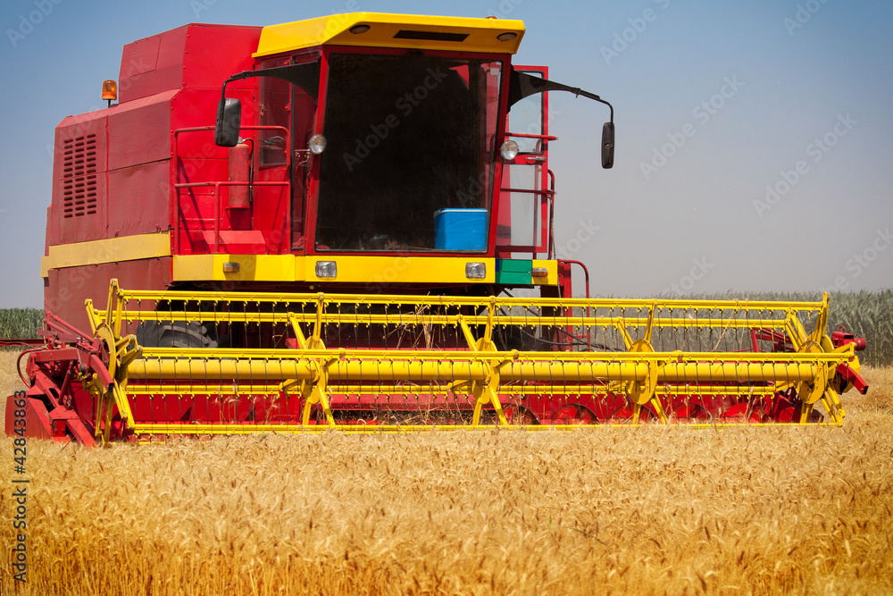 Fototapeta premium Combine harvesting wheat