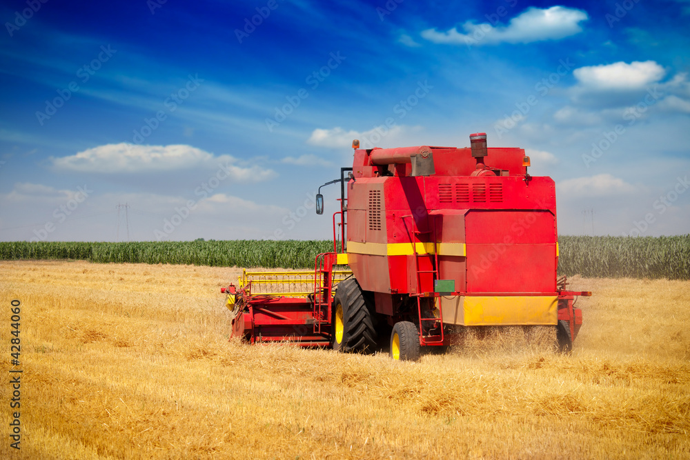 Combine harvesting wheat