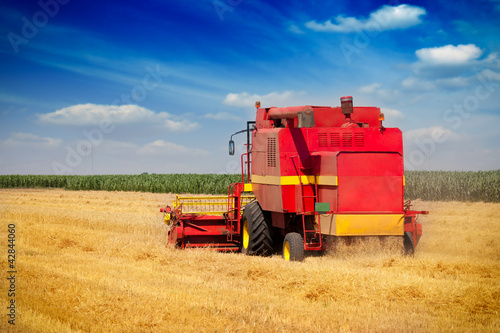 Combine harvesting wheat