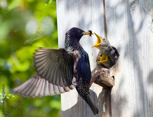 Foto starling feed his nestling
