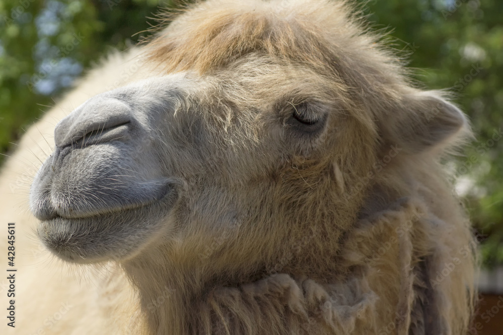 Fototapeta premium camel portrait