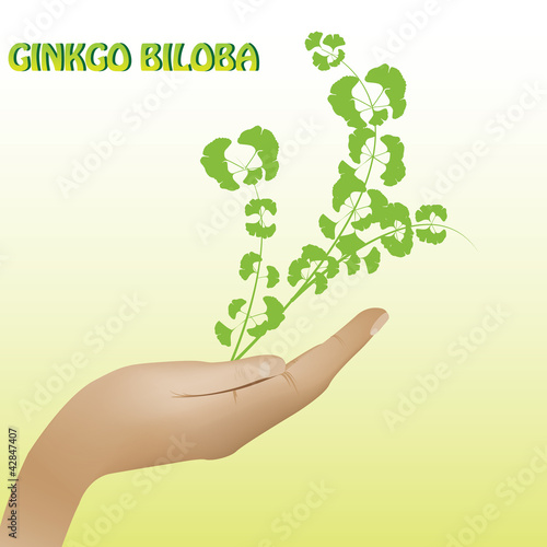 Ginkgo biloba plant background © evryka23