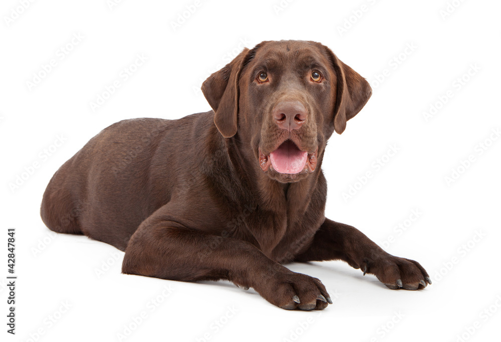 Chocolate Labrador Retriever Dog Laying