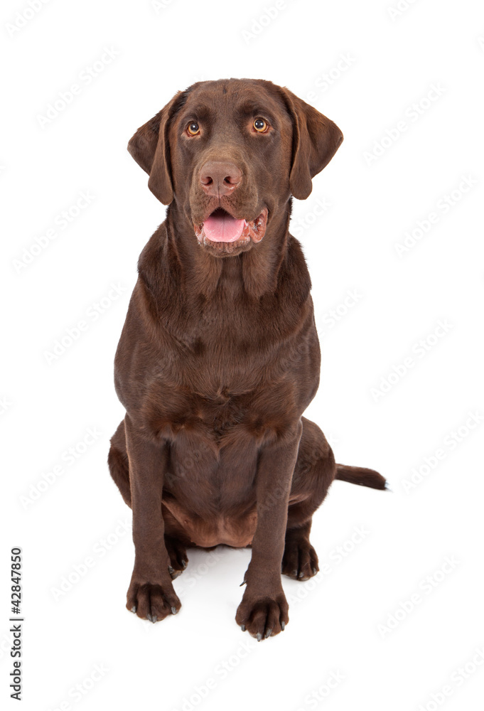 Chocolate Labrador Retriever Dog Sitting
