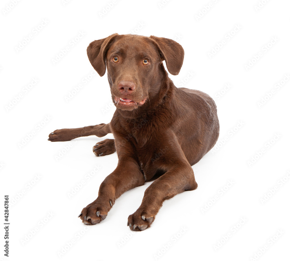 Labrador Retriever Puppy Looking At Camera Labrador Retriever Puppy Looking At Camera
