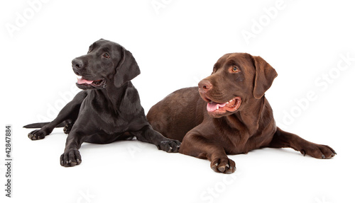 Labrador Retriever Dogs Looking to Side © adogslifephoto