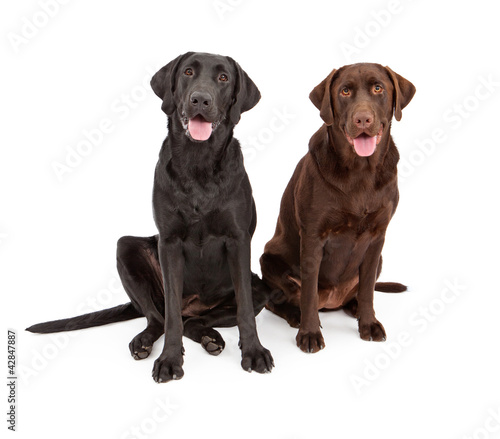 Two Labrador Retriever Dogs Sitting Together
