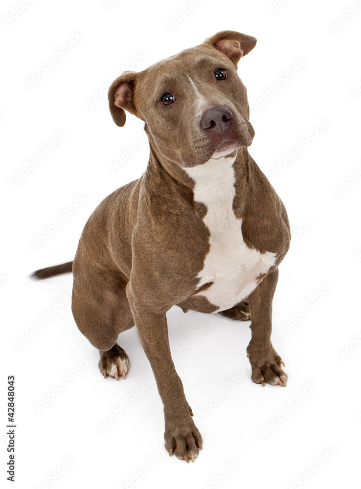 Pit Bull Dog With Innocent Look