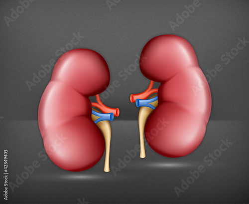 Human kidney, vector