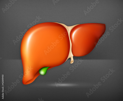 Human liver, vector