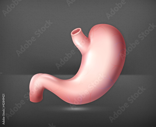 Human stomach, eps10