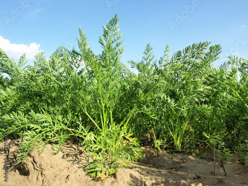 carrot field