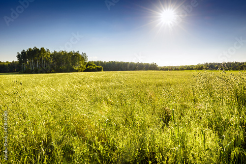 Ecological oat field