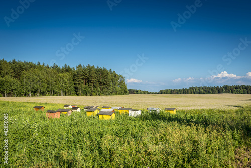 Beehives on ecological field