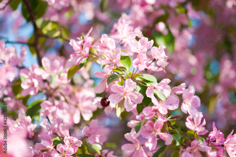 A blooming branch of apple tree in spring A blooming branch of apple tree in spring