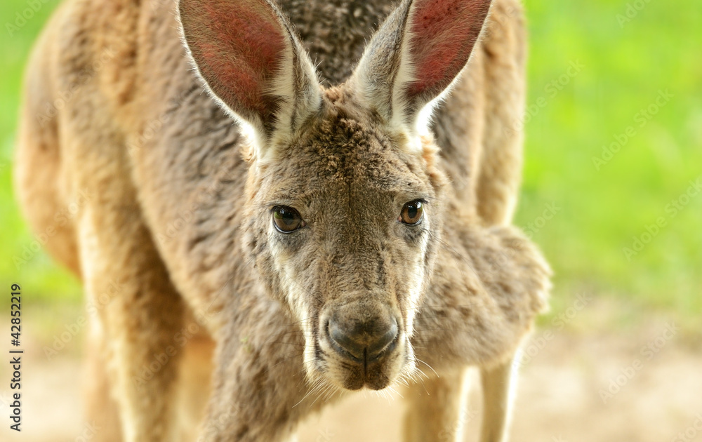 Kangaroo